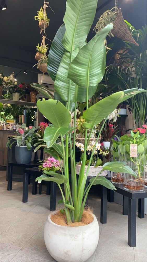 strelitzia