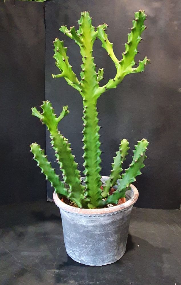 Euphorbia lactea- Pianta grassa che non ha bisogno di molta acqua, ama il caldo e il sole. Diversamente teme il freddo.