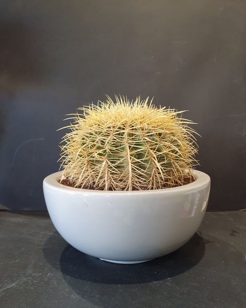 Echinocactus grusone- Pianta grassa che non ama l'acqua e i ristagni. Molto resistente e duratura