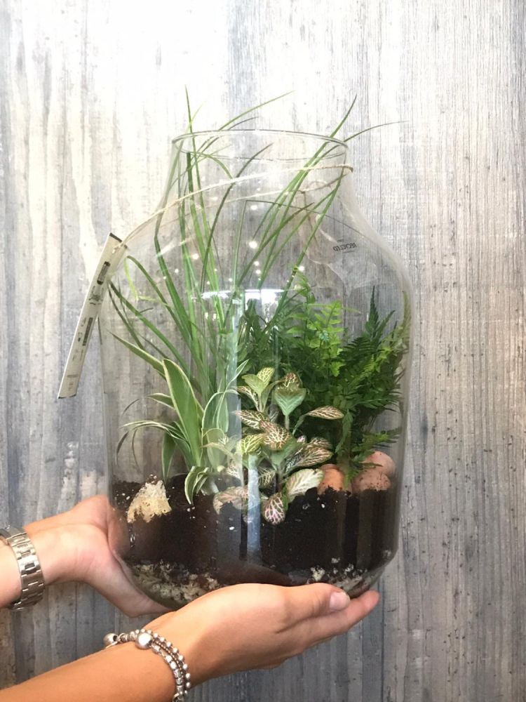 Terrarium, ecosistema che attraverso la condensa delle piante che ci vivono si mantiene senza bisongo di nessuna cura.