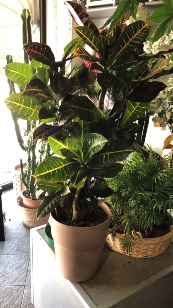 Croton- Codiaeum