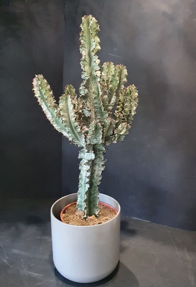 Euphorbia trigona- Pianta grassa che gode di una ricca luce solare. Evitare un eccesso di umidità nel terreno.