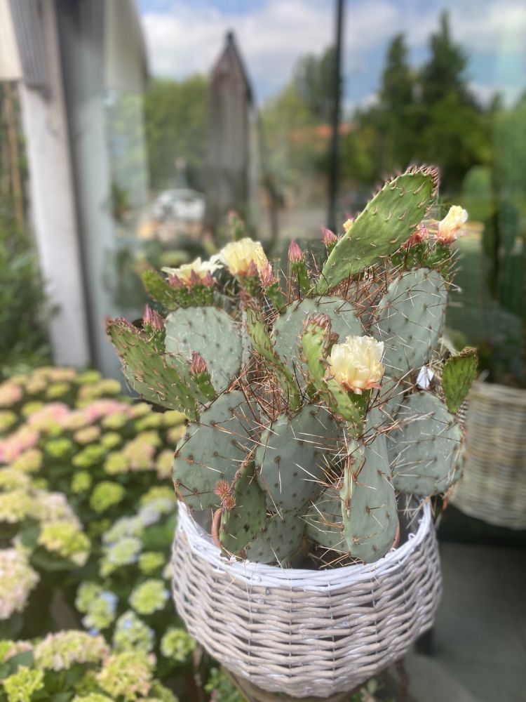 opuntia- Pianta grassa di cui fa parte il comune fico d'india. I fiori di questa pianta sono molto vistosi e alla loro sfioritura seguono frutti che contengono parecchi semi. Cresce spontanea in tutto il mediterraneo. Molto resistente e duratura, richiede terreno sabbioso.