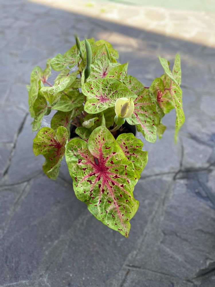 CALADIUM