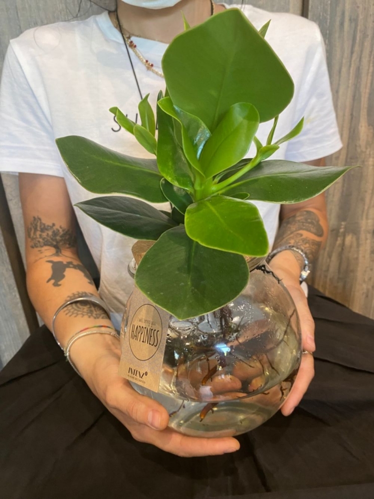 ficus clusia in idrocoltura. Necessita di poche cure.