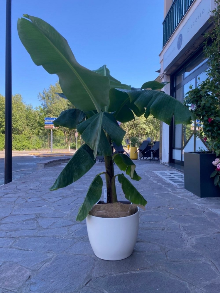 Banano