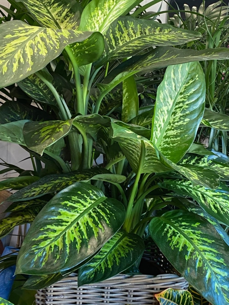 Dieffenbachia