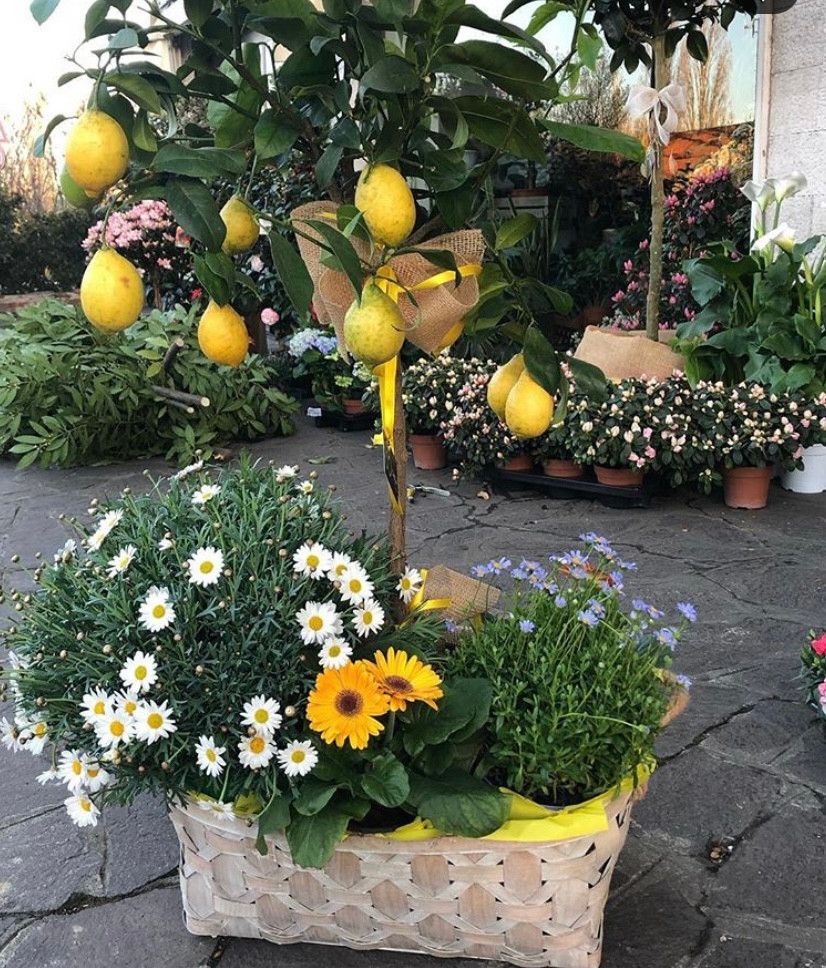 Limone e margherita