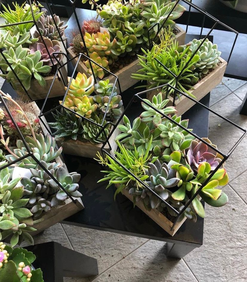 Composizioni piante grasse
