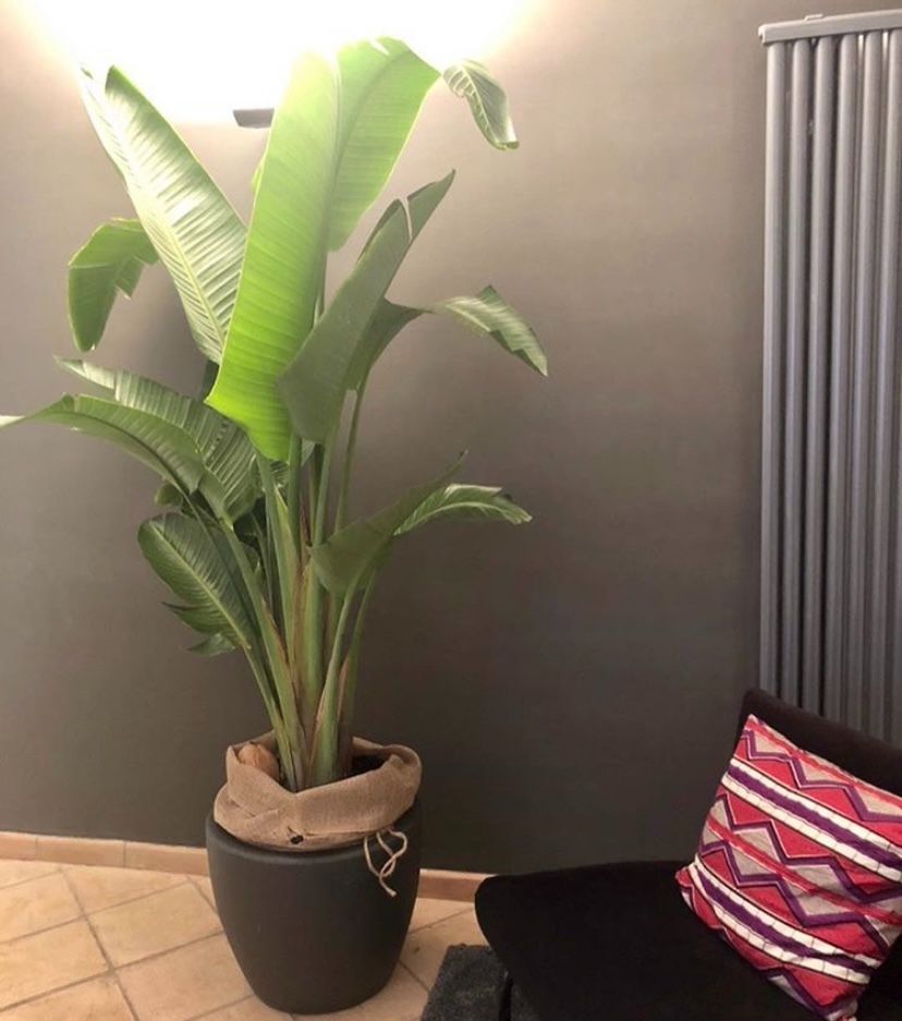 Strelitzia- Heliconia