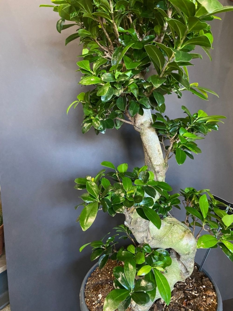 Bonsai