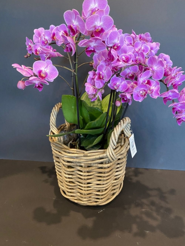 Phaleonopsis mini