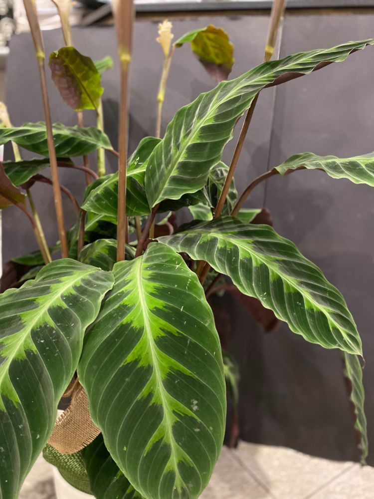 Maranta