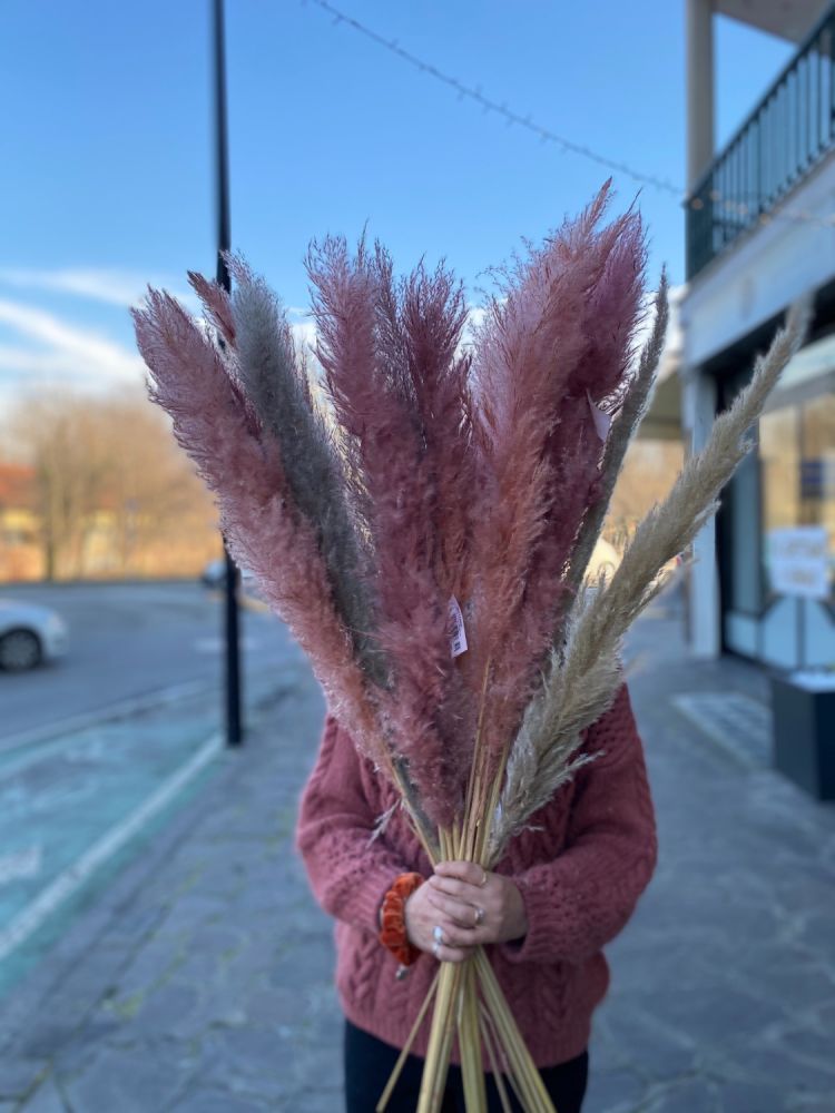 Pampas. Foglie perenni.