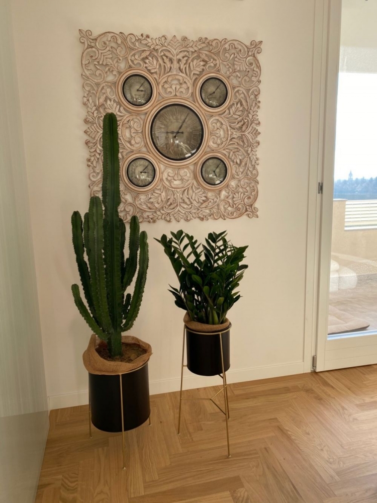 Cactus, euphorbia e zamniocuclcas.