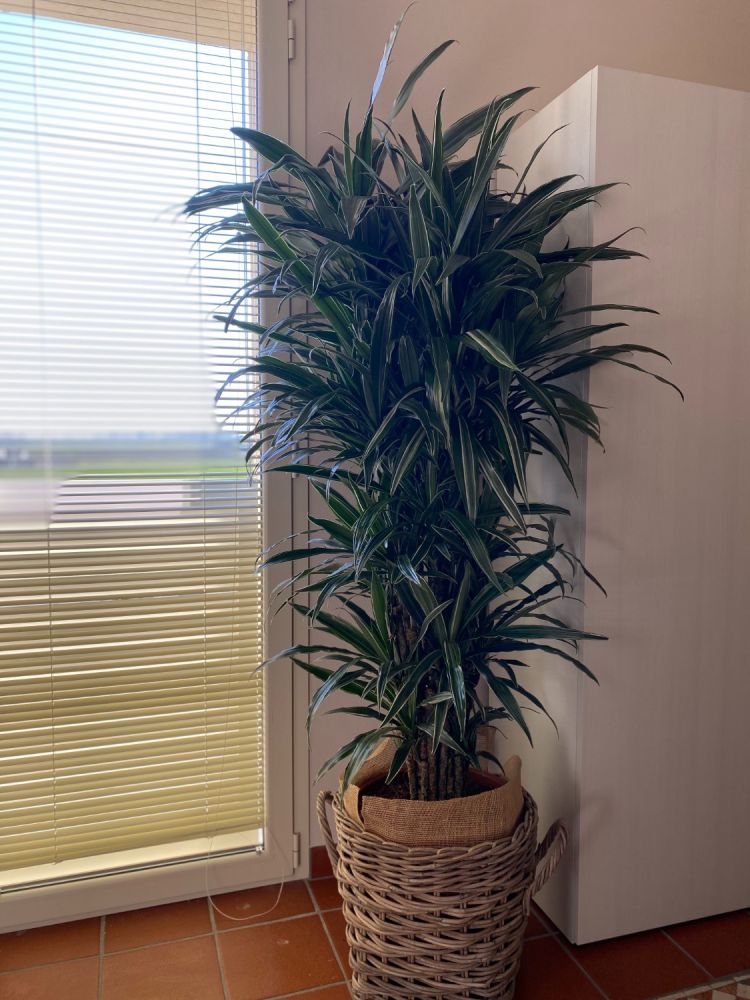 Dracena- Pianta verde che teme il freddo e il ristagno d'acqua. Sopravvive anche a periodi di siccità. Ama la vaporizzazione nelle foglie.