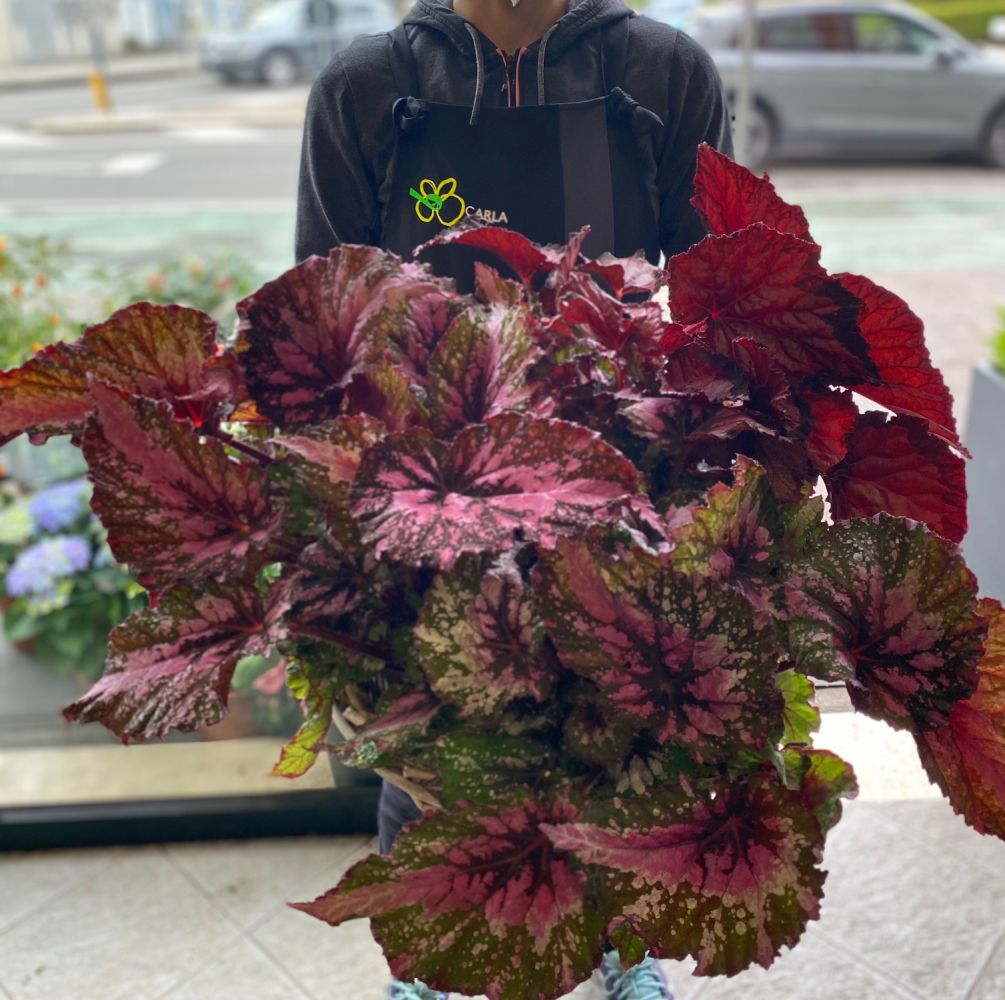 Begonia rex- pianta perenne che si adatta bene a luoghi luminosi. Il terriccio deve essere sempre umido, evitando i ristagni.