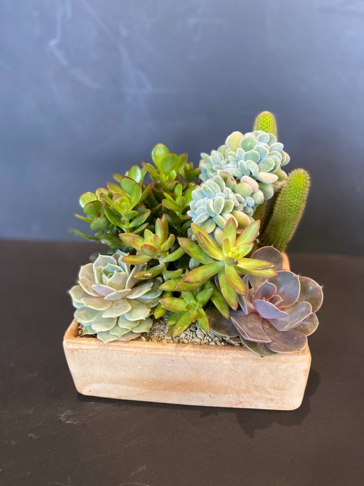 Mix di piante grasse decorative. Evitare ristagni d'acqua.