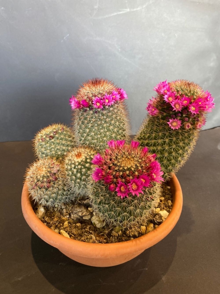 Mammillaria spinosa- Pianta grassa adatta a sole molto caldo e di misura sempre piccola. La sua particolarità è loro aureola di foglie colorate.