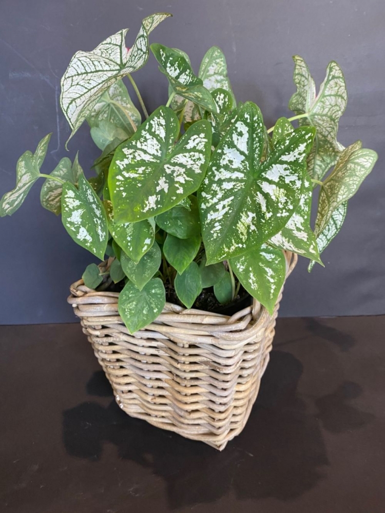 Caladium - specie resistente da appartamento, richiede buona illuinazione e scarsa acqua.