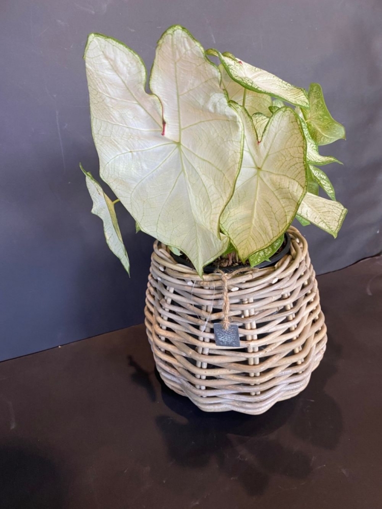 Caladium- Pianta verde con sfumature bicolori nel fogliame, è una specie resistente da appartamento. Necessita di buona illuminazione e non amano il freddo. Scarsa annaffiatura.