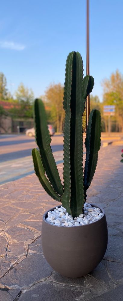 euphorbia ingens- Pianta grassa semplice e con bisongo di poche cure. Ama i bagni di sole e scarsa acqua.