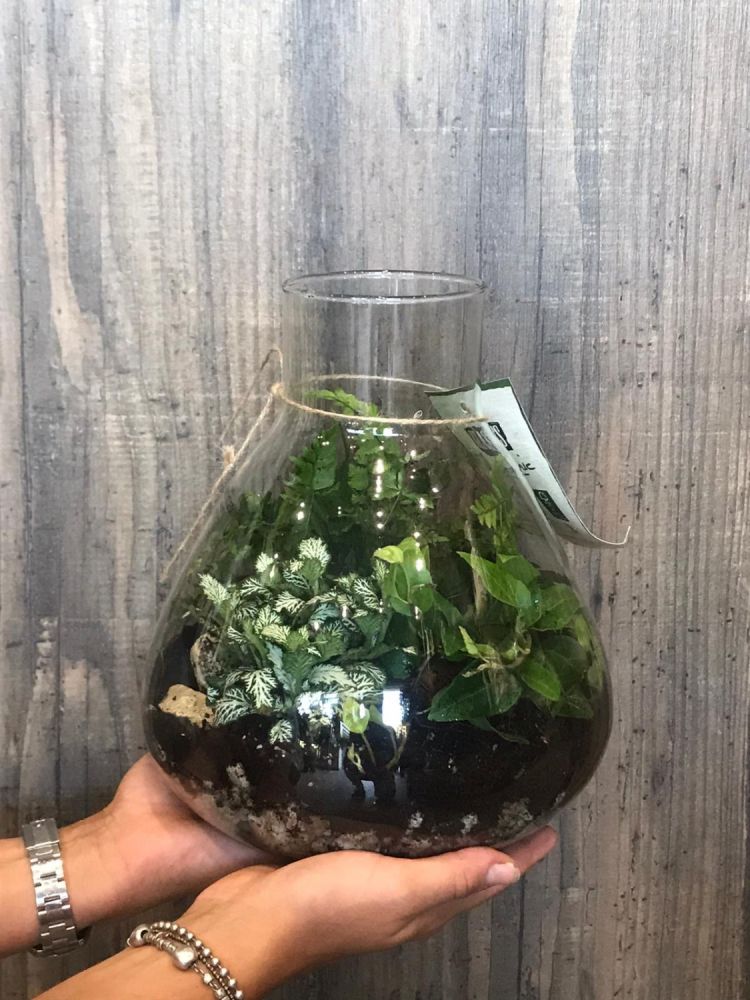 Terrarium